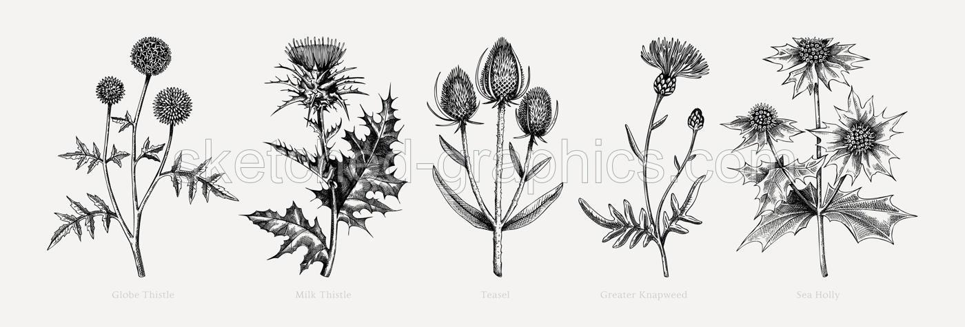 Vector botanical illustrations collection. Decorative thistle plant in sketch style. Hand drawn summer flower sketch. Coast wildflower drawing isolated on white background. Floral design element.  Illustration